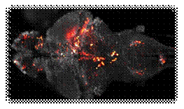 说明: http://www.nature.com/polopoly_fs/7.14409.1387275161!/image/Glowing-Fish-Brain_nmeth.2434_image.jpg_gen/derivatives/landscape_630/Glowing-Fish-Brain_nmeth.2434_image.jpg