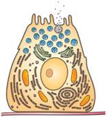 说明: http://www.the-scientist.com/images/Nutshell/December2013/310cellsignaling.jpg