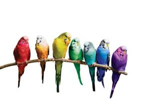 http://www.nature.com/polopoly_fs/7.19788.1410538826!/image/Birds.jpg_gen/derivatives/landscape_630/Birds.jpg